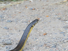 Helicops infrataeniatus