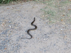 Helicops infrataeniatus