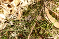 Hakea decurrens physocarpa