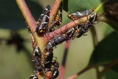 Eurymeloides bicincta