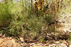 Hakea decurrens physocarpa