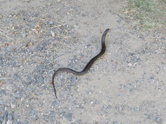 Helicops infrataeniatus