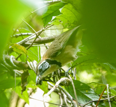 Pterorhinus pectoralis