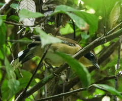 Pterorhinus pectoralis