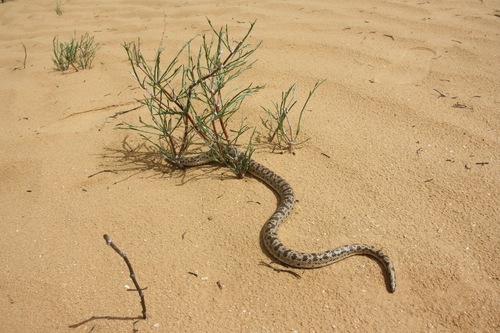 Eryx miliaris