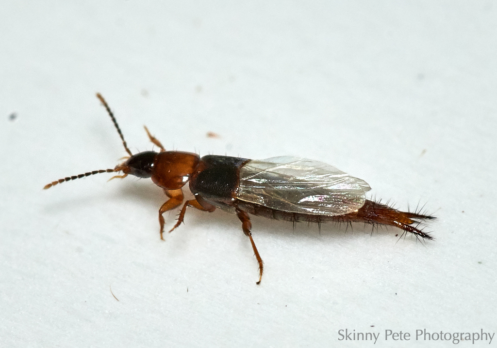 Atanygnathus Bicolor From Home On July 4, 2023 At 10:07 Pm By Peter May 