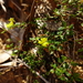 Hibbertia aspera aspera - Photo (c) Wayne Martin, algunos derechos reservados (CC BY-NC)