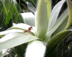 Polistes fastidiosus