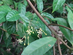 Clerodendrum laevifolium