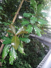 Barringtonia asiatica