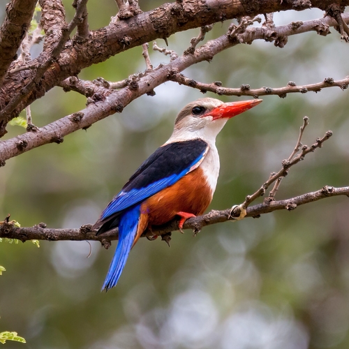 Halcyon leucocephala semicaerulea
