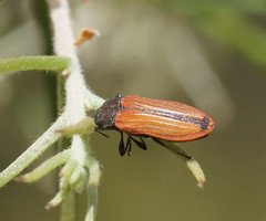 Castiarina erythroptera