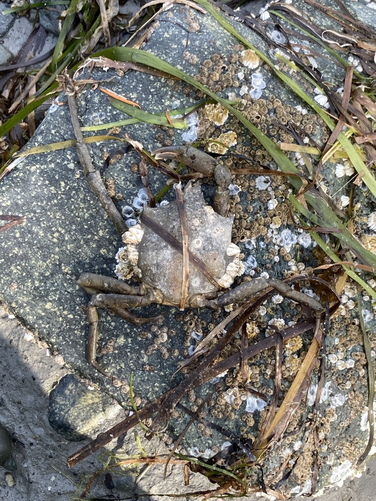 northern-kelp-crab-from-big-beef-harbor-seabeck-wa-us-on-july-5
