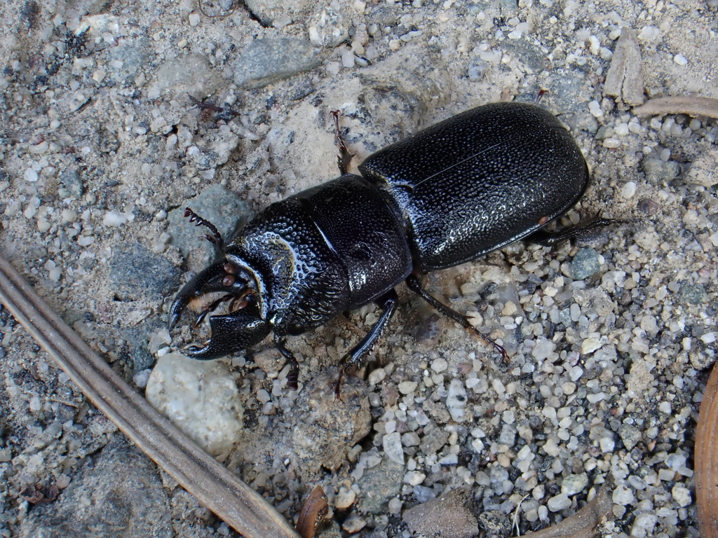 Ceruchus punctatus