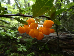 Berberis ilicifolia