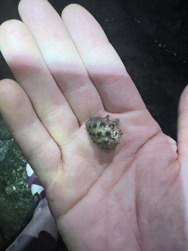 Drupa ricinus observed 2023-06-21