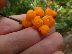 Berberis ilicifolia