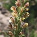 Giant Lousewort - Photo no rights reserved, uploaded by Craig Martin