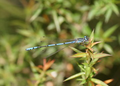 Austrocoenagrion lyelli