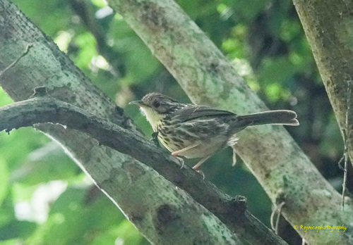 Puff-throated Babbler (Pellorneum ruficeps), photo 10