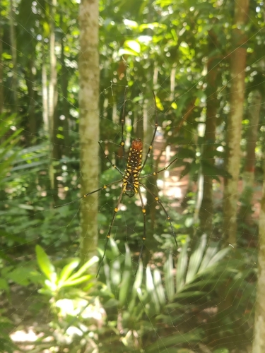 Giant Golden Orbweaver