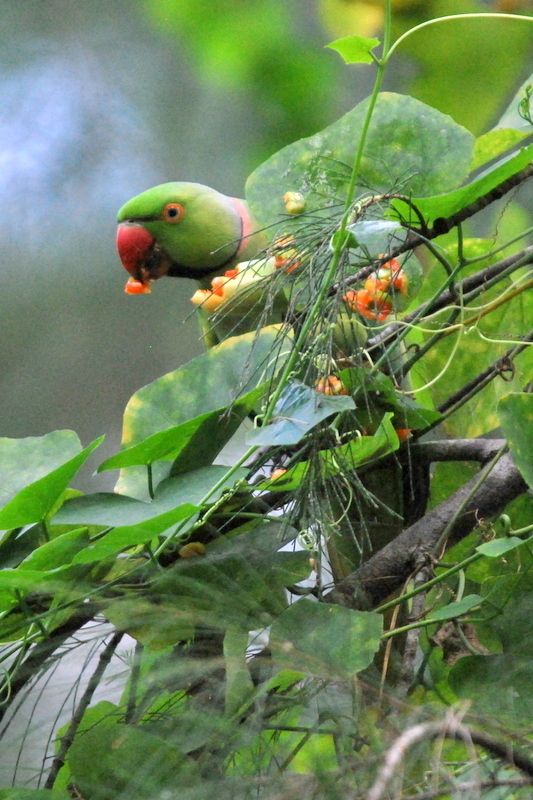 Halsbandparkieten (rose-ringed parakeet) | The Parakeets occ… | Flickr