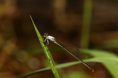 Agriocnemis femina oryzae