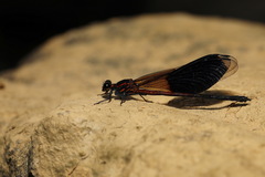 Bayadera brevicauda