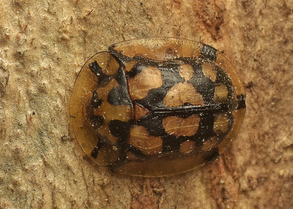 Aethiopocassis fugax