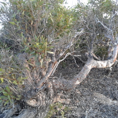 Corymbia hamersleyana