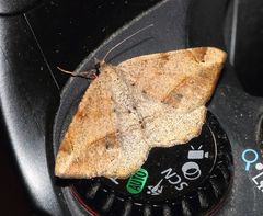 Chiasmia brongusaria