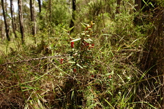 Correa reflexa speciosa
