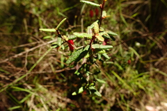 Correa reflexa speciosa