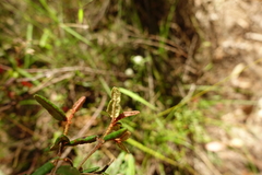 Correa reflexa speciosa