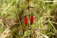 Correa reflexa speciosa