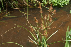 Cyperus lucidus