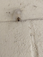 Nephilingis cruentata