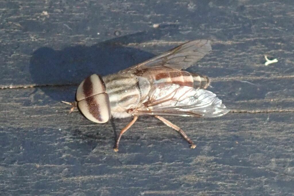 Tabanus Taeniola From Chitwa Chitwa, Sabi Sand, Ehlanzeni District 