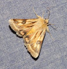 Heliothis scutuligera