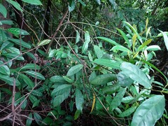 Clerodendrum laevifolium