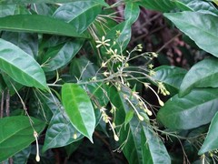 Clerodendrum laevifolium
