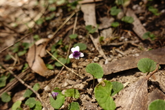Viola eminens