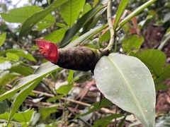 Costus laevis image