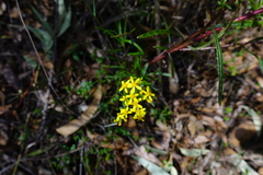 Senecio linearifolius linearifolius