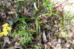 Senecio linearifolius linearifolius
