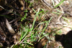 Senecio linearifolius linearifolius