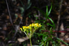 Senecio linearifolius linearifolius