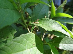 Metrogaleruca obscura