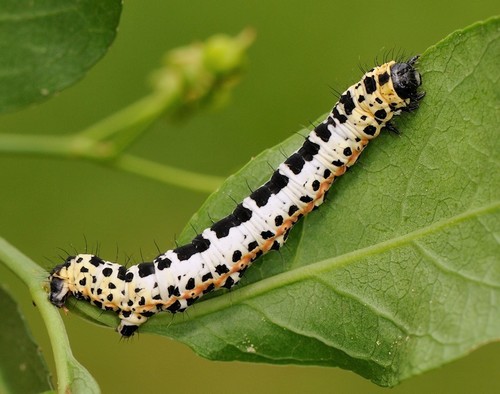 Magpie Moth