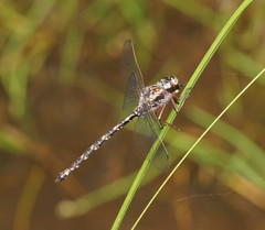Austroaeschna subapicalis